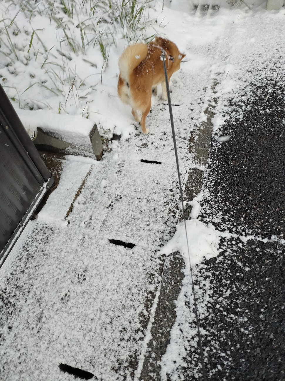 f:id:shibainumugi:20260209203255j:image