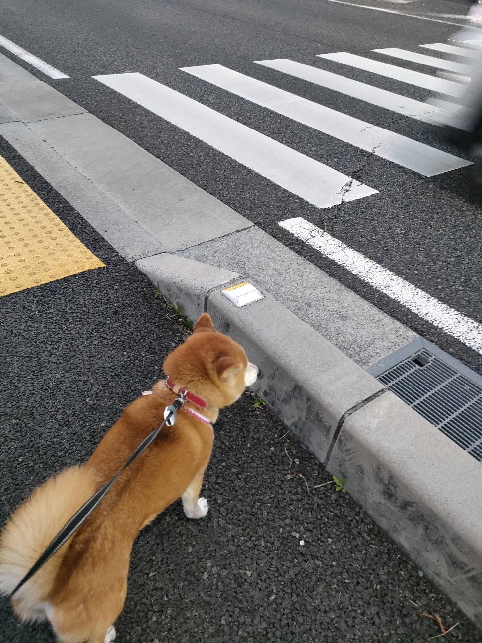 f:id:shibainumugi:20260314120649j:image
