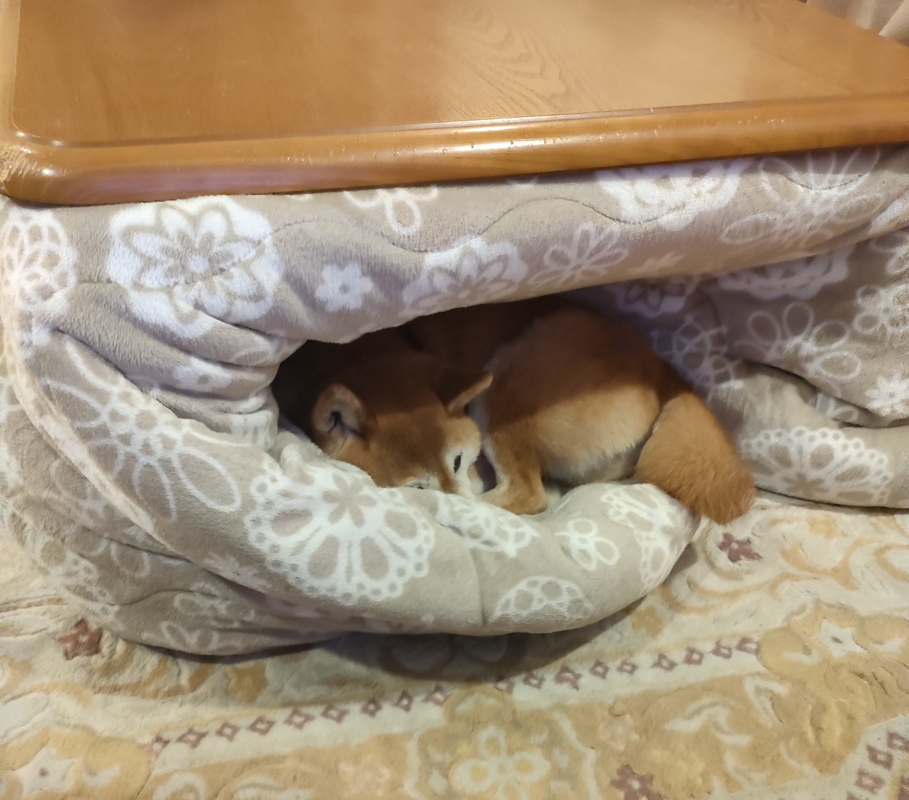 f:id:shibainumugi:20260314214046j:image