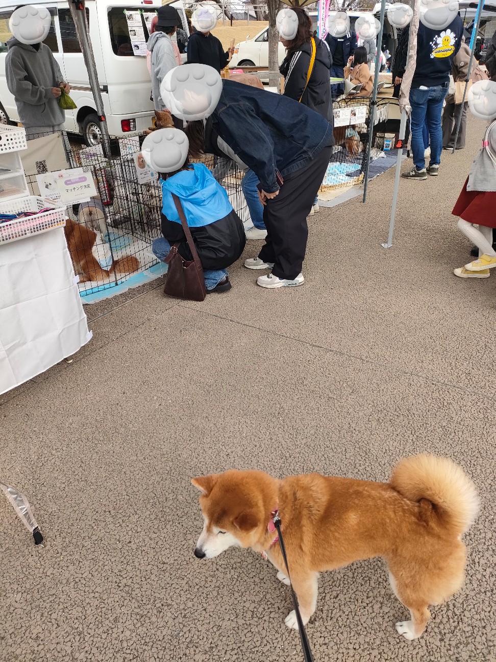 f:id:shibainumugi:20260318181712j:image