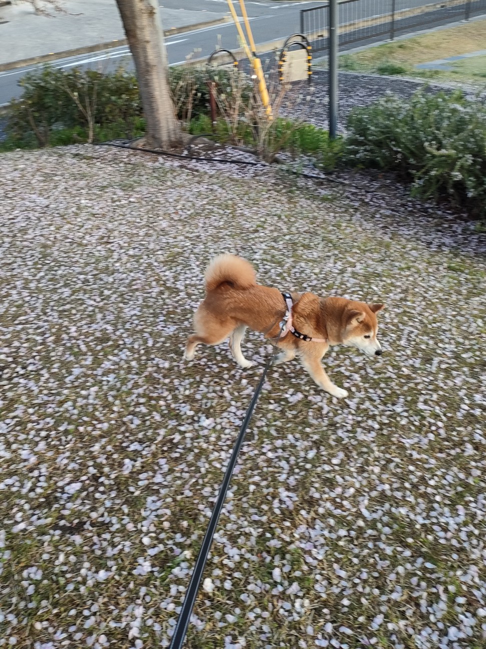 f:id:shibainumugi:20260418121107j:image