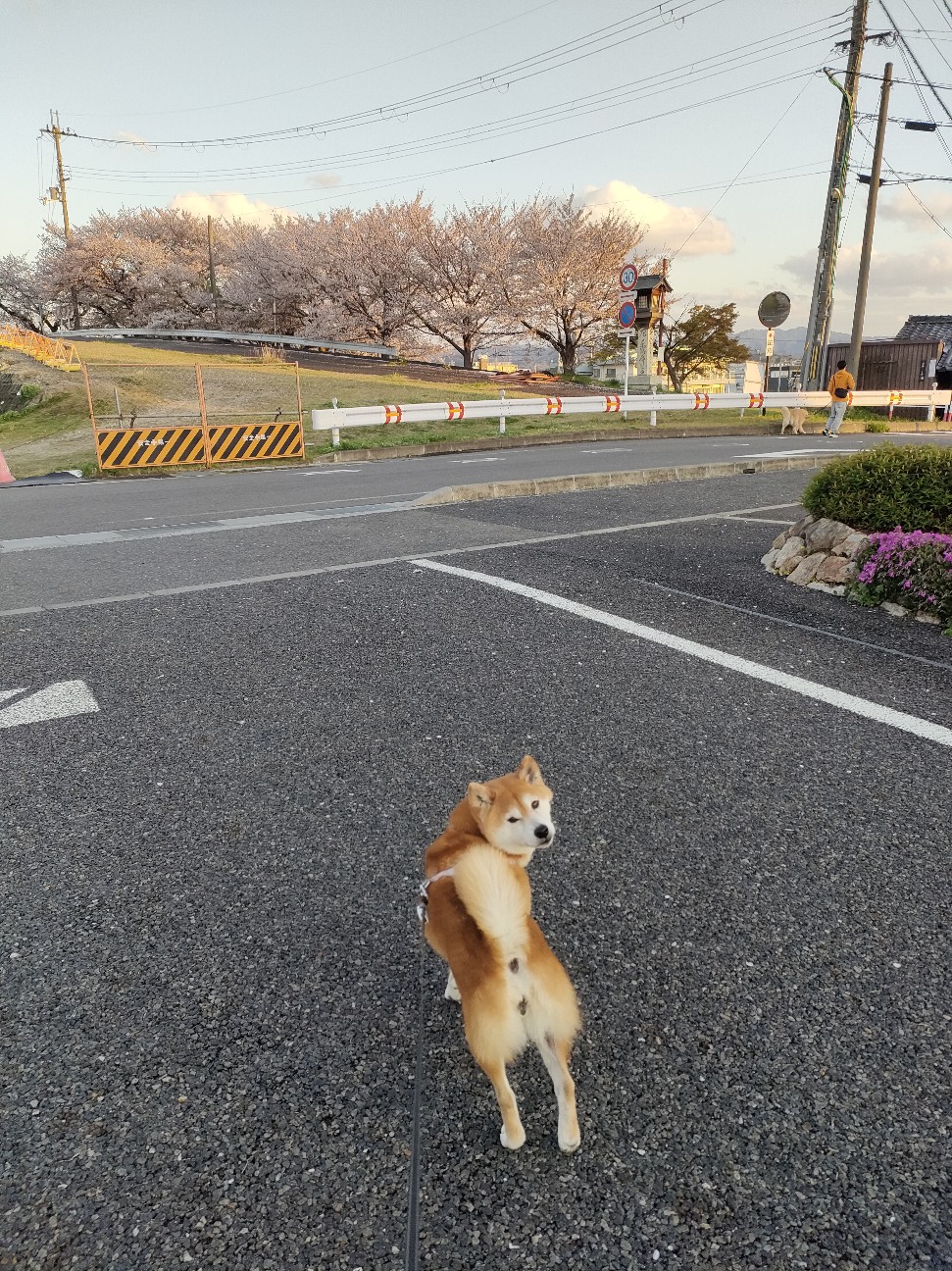 f:id:shibainumugi:20260418121122j:image