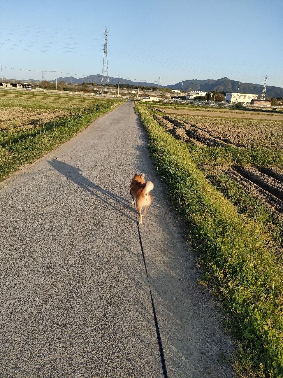 f:id:shibainumugi:20260418121155j:image