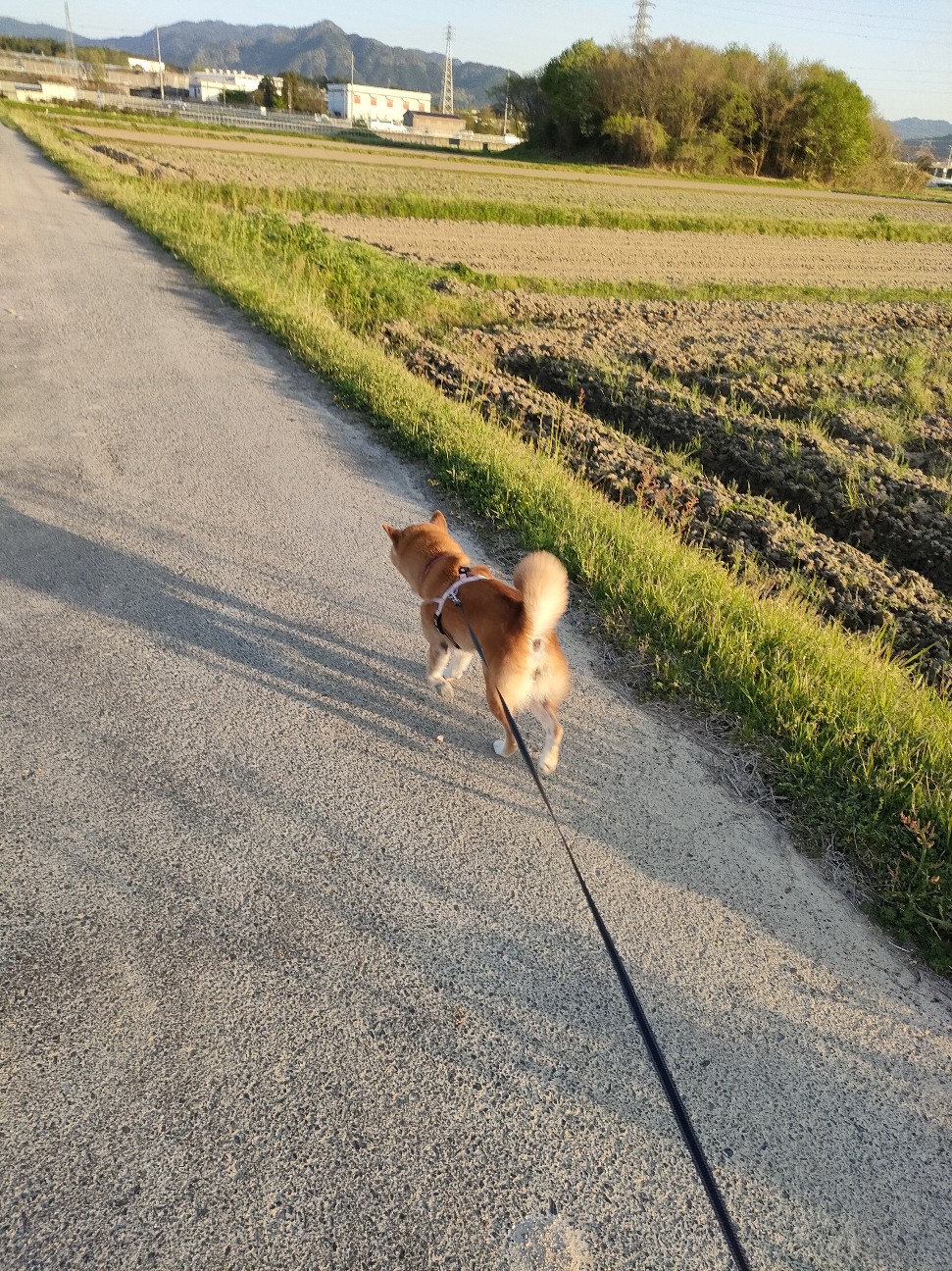 f:id:shibainumugi:20260418121158j:image