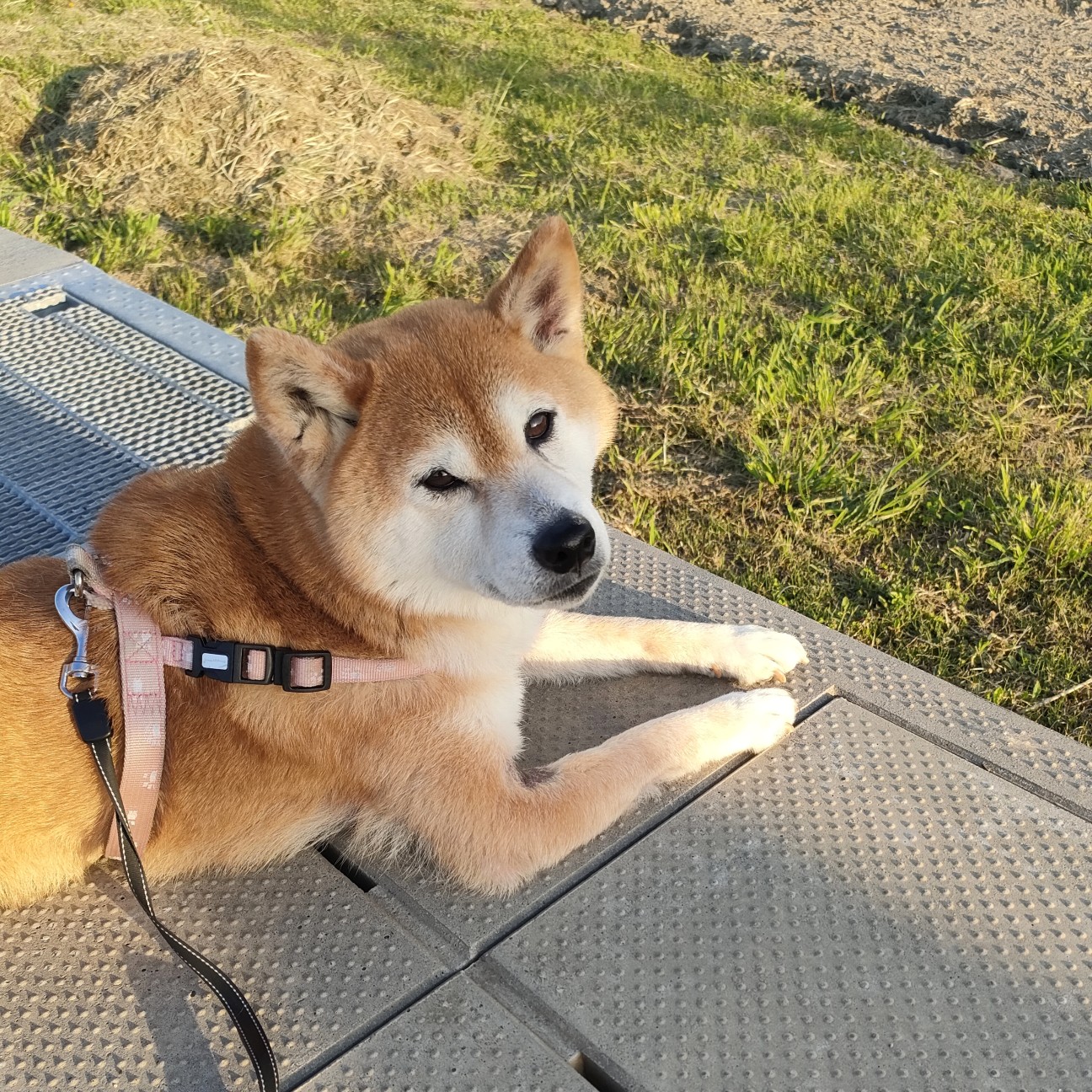 f:id:shibainumugi:20260418175634j:image