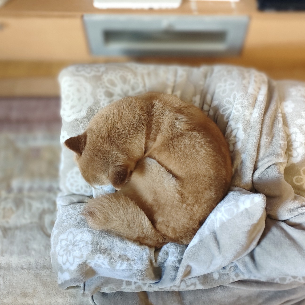 f:id:shibainumugi:20260418175856j:image