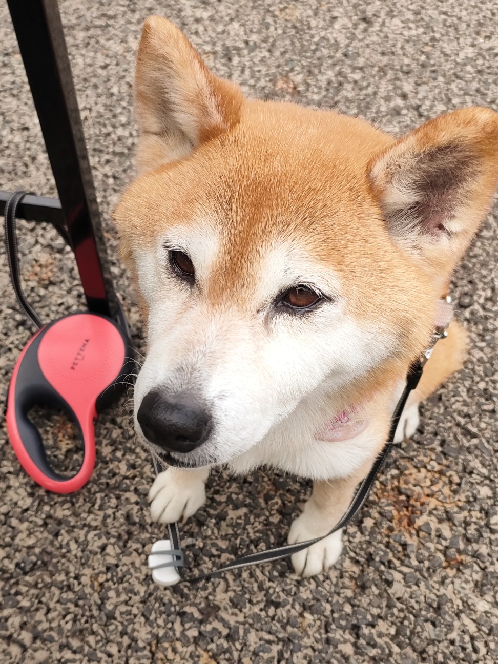 f:id:shibainumugi:20260428080357j:image f:id:shibainumugi:20260428080357j:image