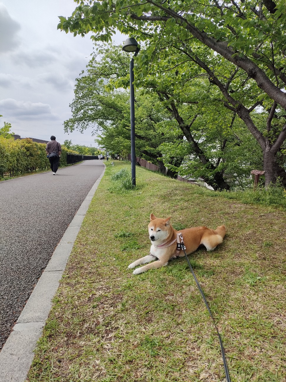 f:id:shibainumugi:20260428080410j:image f:id:shibainumugi:20260428080410j:image