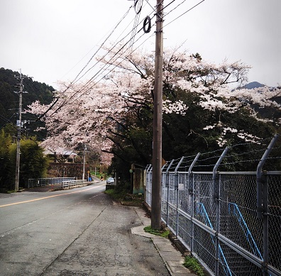 南畑の桜