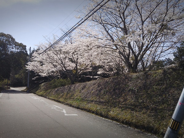 南面里地区の桜