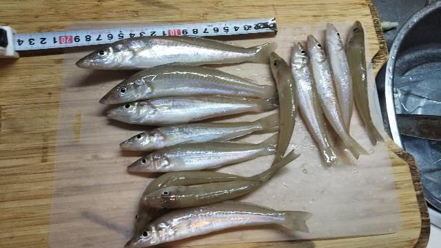 自作の仕掛けで糸島市へキス釣りへ キス釣り道具もご紹介 柴犬トムと多趣味で貧乏管理人の日常雑記ブログ