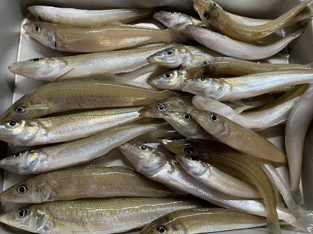 f:id:shibainutom:20231231190306j:image