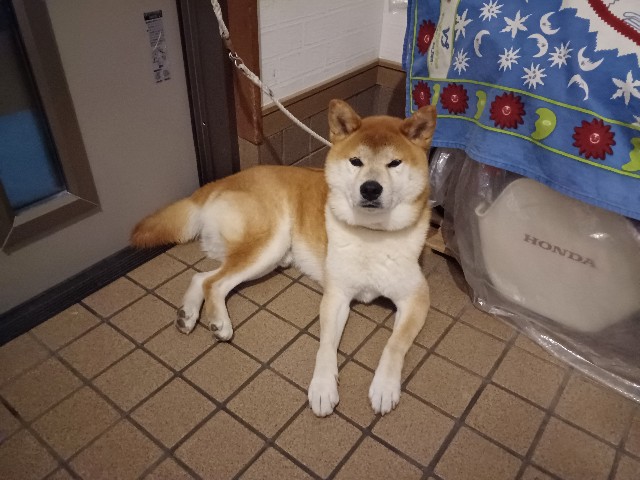 f:id:shibainutom:20241207113334j:image