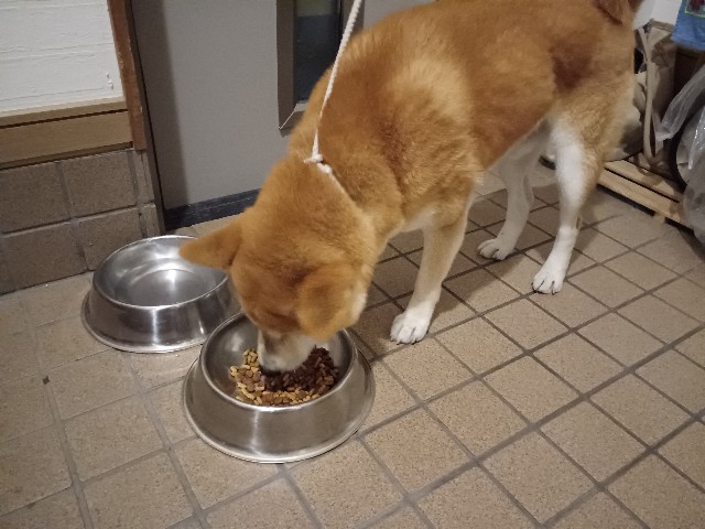 f:id:shibainutom:20241207113341j:image