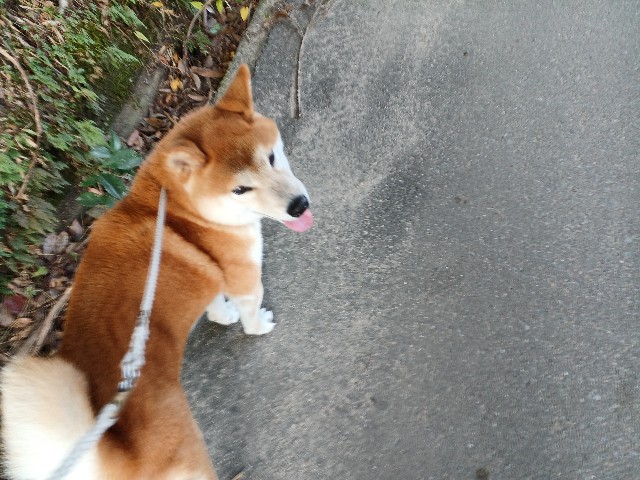 f:id:shibainutom:20241207113349j:image