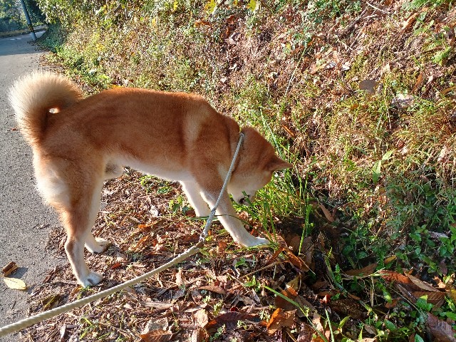 f:id:shibainutom:20241207113355j:image