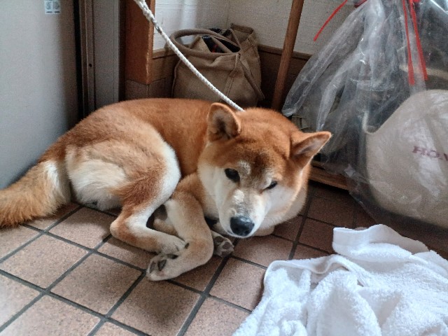 f:id:shibainutom:20241207113411j:image