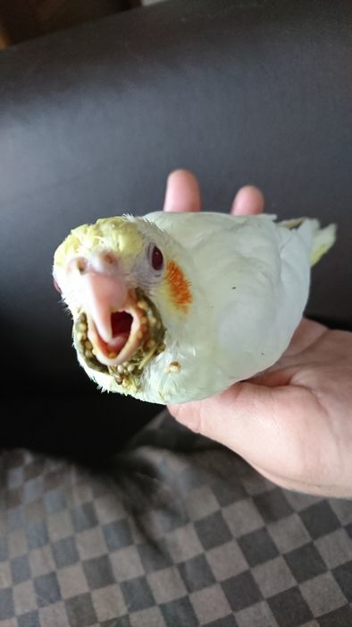 f:id:shibalog:20190608102720j:plain