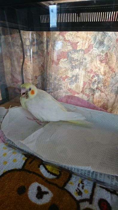 f:id:shibalog:20190608102755j:plain