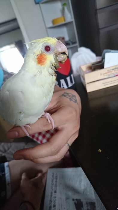 f:id:shibalog:20190608103023j:plain