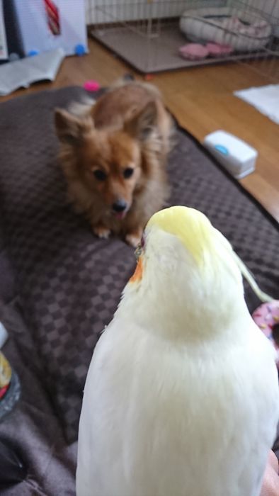 f:id:shibalog:20190630143343j:plain f:id:shibalog:20190630143343j:plain