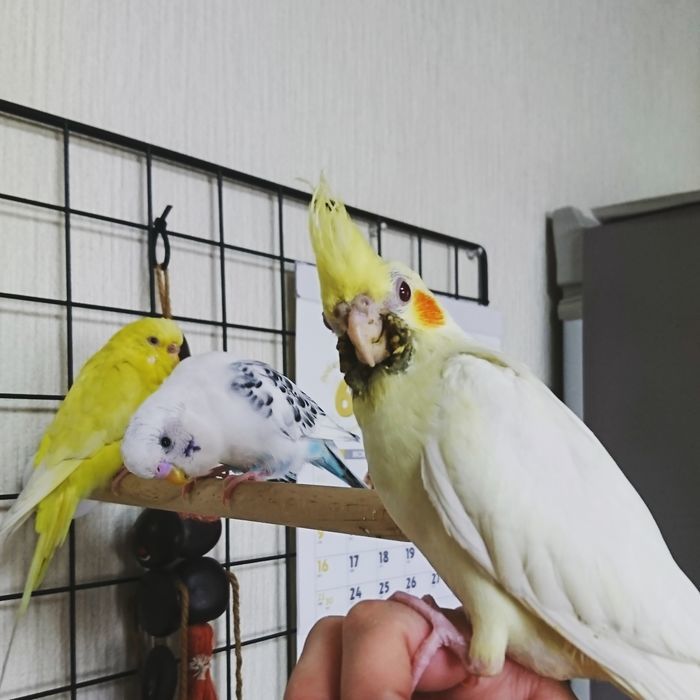 f:id:shibalog:20190630143540j:plain f:id:shibalog:20190630143540j:plain