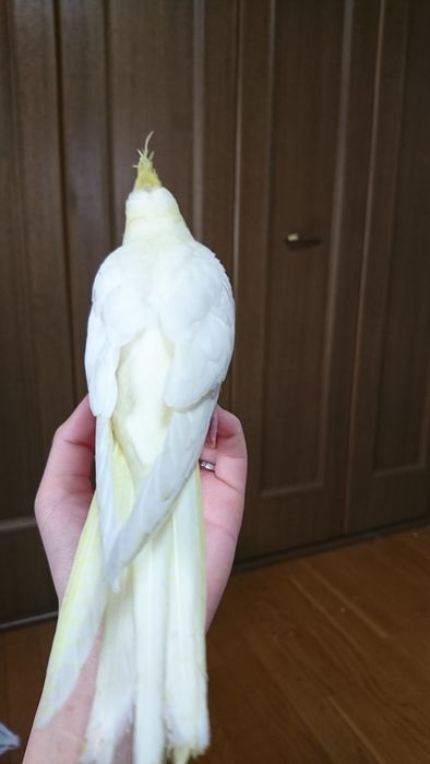 f:id:shibalog:20190630143648j:plain f:id:shibalog:20190630143648j:plain