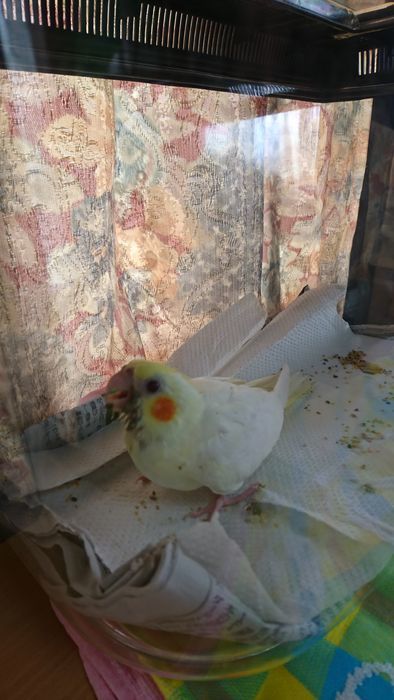 f:id:shibalog:20190630143859j:plain f:id:shibalog:20190630143859j:plain