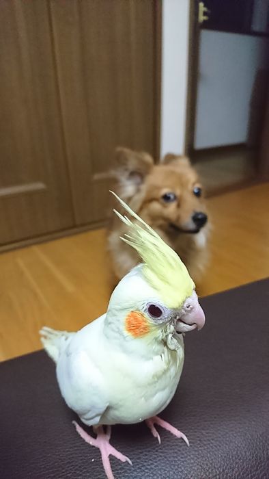 f:id:shibalog:20190714195629j:plain