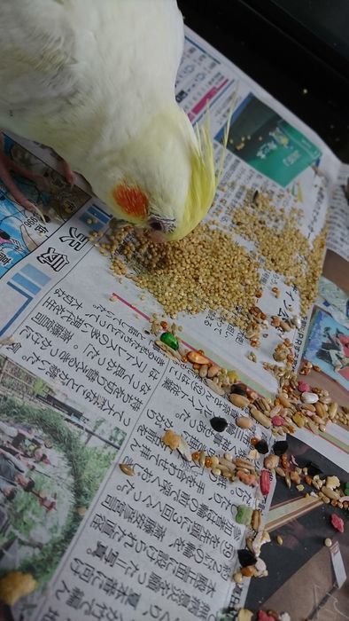 f:id:shibalog:20190714195839j:plain