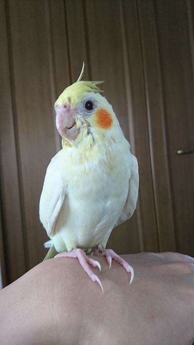 f:id:shibalog:20190805130238j:plain f:id:shibalog:20190805130238j:plain