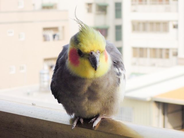 f:id:shibalog:20190913080205j:plain f:id:shibalog:20190913080205j:plain