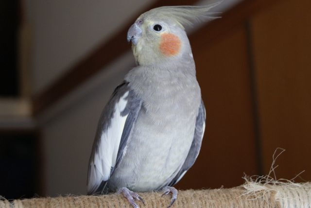 f:id:shibalog:20190913080218j:plain f:id:shibalog:20190913080218j:plain