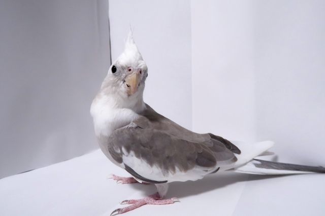 f:id:shibalog:20190913080232j:plain f:id:shibalog:20190913080232j:plain