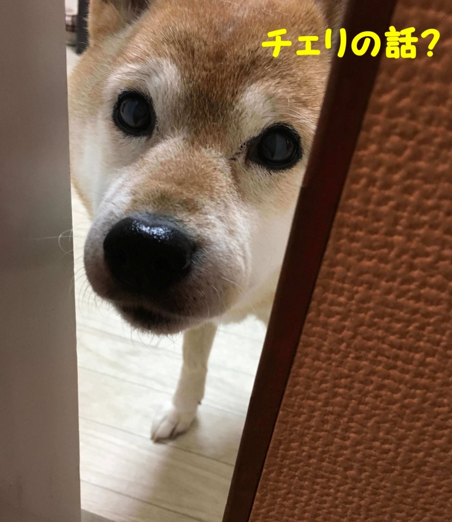 柴犬の性格 飼い主に忠実って本当 ウチの柴犬の場合 しばまさ雑記帖 柴犬の性格 飼い主に忠実って本当 ウチの柴犬の場合 しばまさ雑記帖