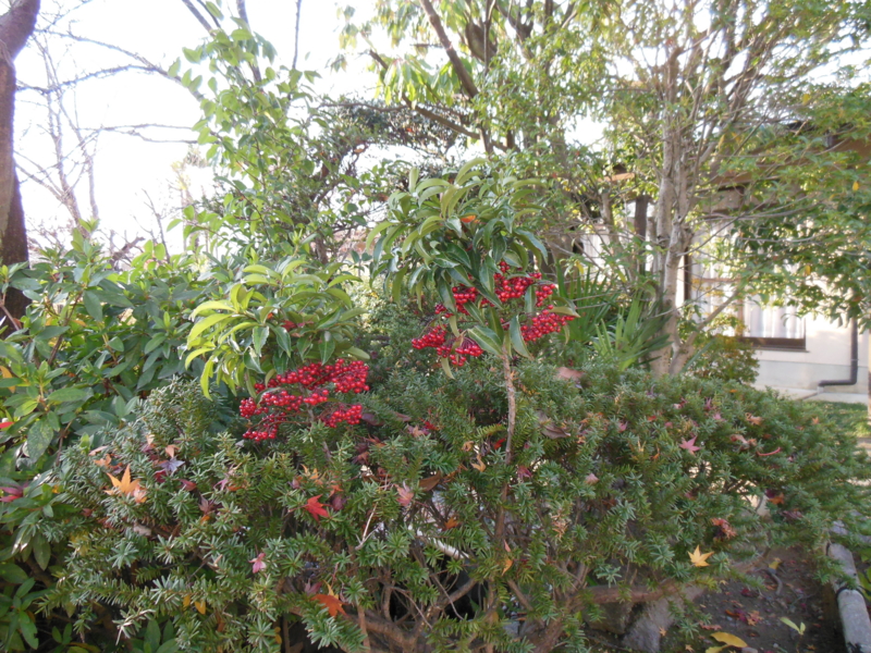 f:id:shibasaijyo:20131211151920j:image:w360