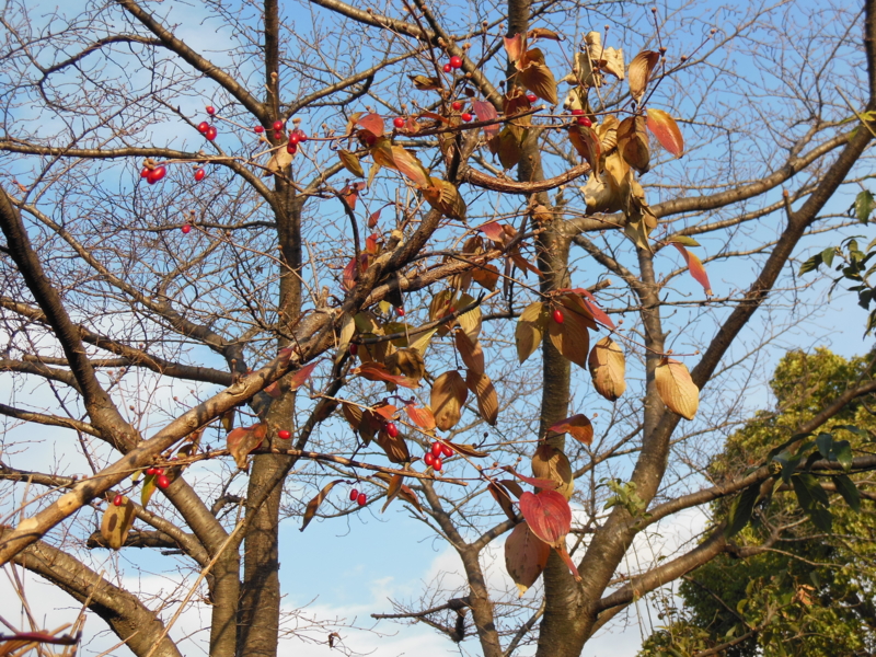 f:id:shibasaijyo:20131211152420j:image:w360