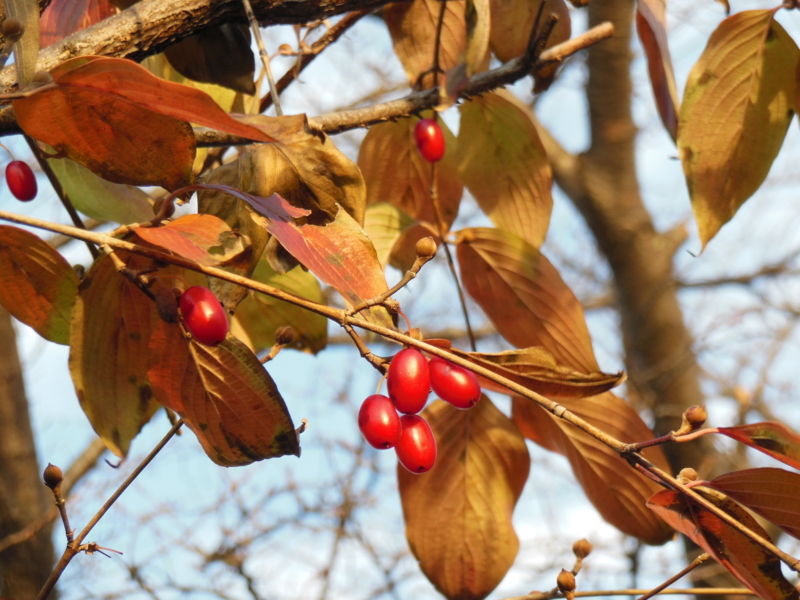 f:id:shibasaijyo:20131211153209j:image:w360