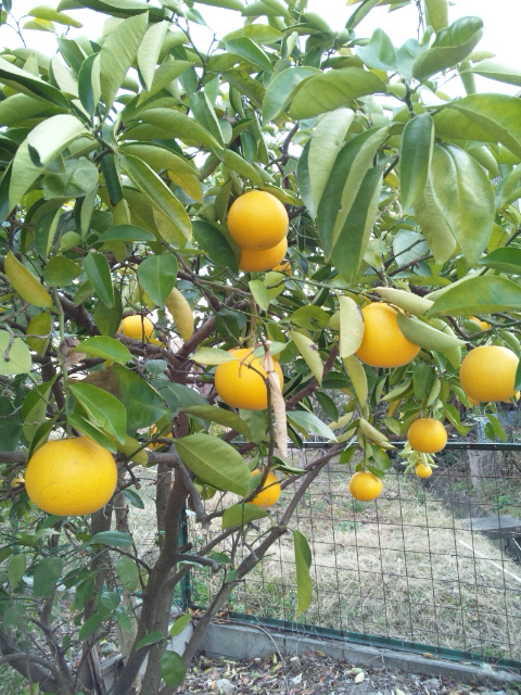 f:id:shibasaijyo:20131229145153j:image:w360