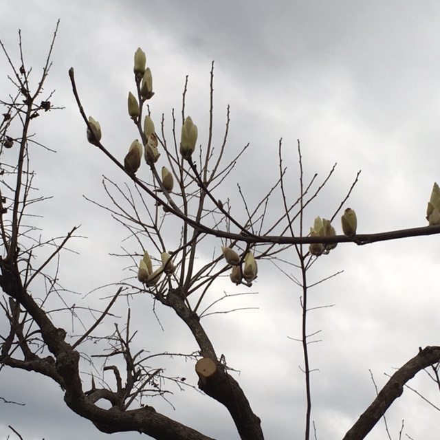 f:id:shibasaijyo:20160313170104j:image