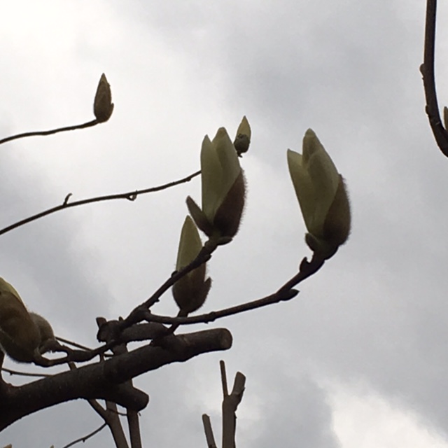 f:id:shibasaijyo:20160313170141j:image