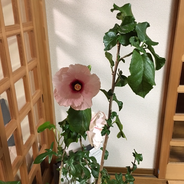 f:id:shibasaijyo:20161212223736j:image