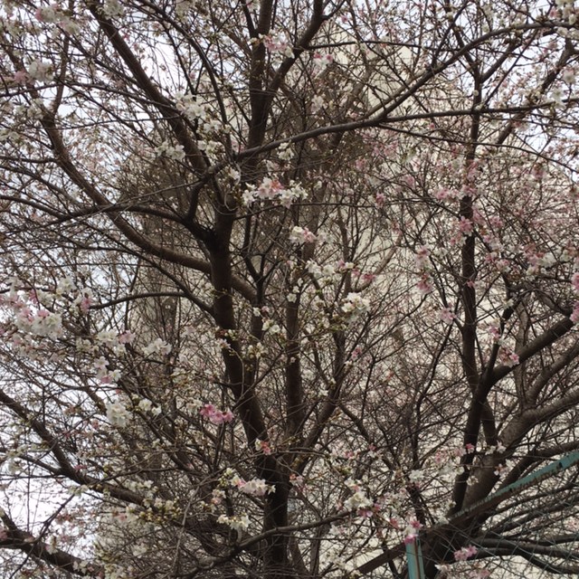 f:id:shibasaijyo:20161214140654j:image