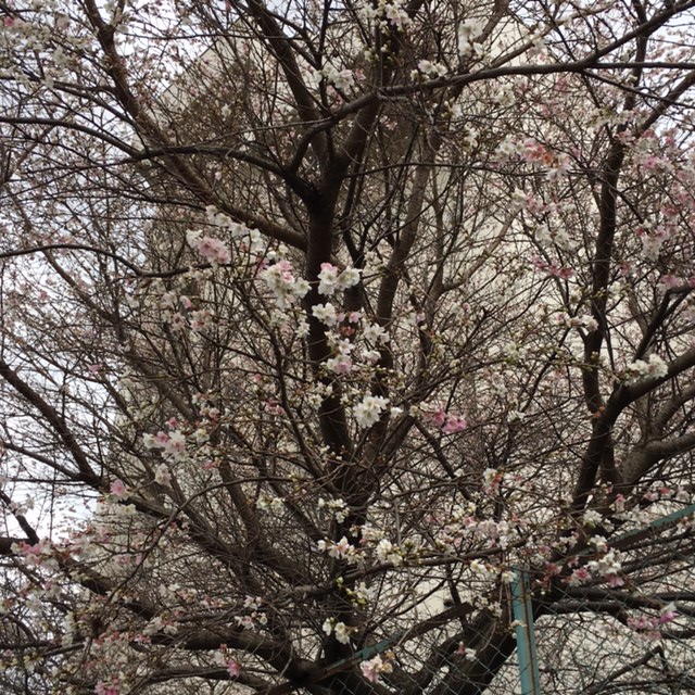 f:id:shibasaijyo:20161214140704j:image