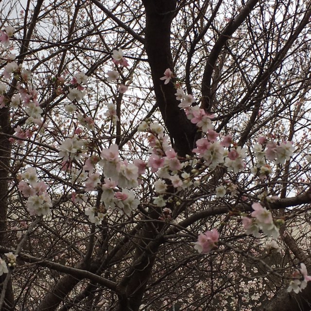 f:id:shibasaijyo:20161214140728j:image