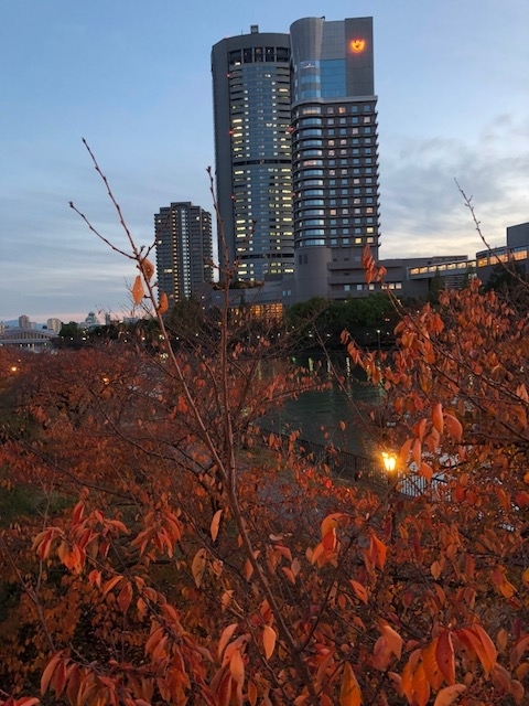 f:id:shibasaijyo:20171121170614j:image