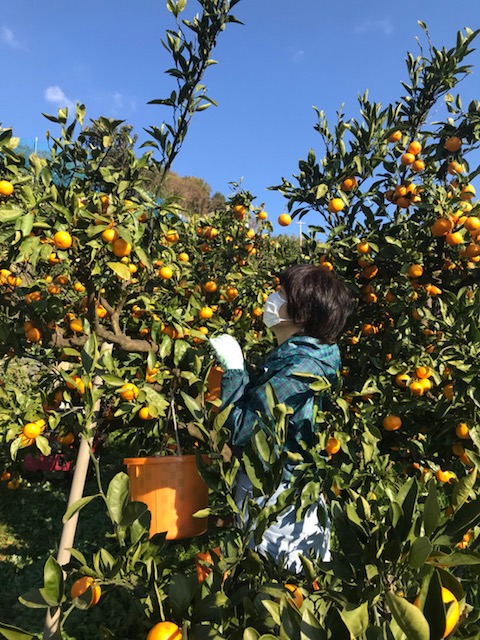 f:id:shibasaijyo:20171123045211j:image