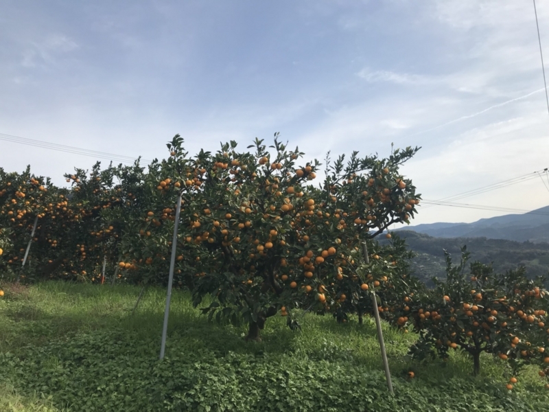 f:id:shibasaijyo:20171123045220j:image