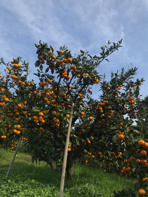 f:id:shibasaijyo:20171123045224j:image