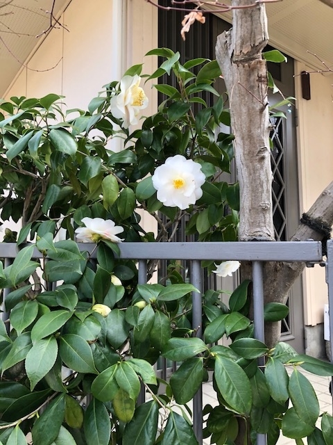 f:id:shibasaijyo:20190320121604j:plain